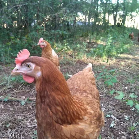 Gite A La Ferme En Perigord * Sainte-Orse